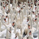 ABBOTSBURY SWANNERY