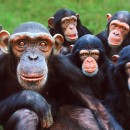 MONKEY WORLD – APE RESCUE CENTRE